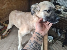 MASHA, Hund, Mischlingshund in Rumänien - Bild 3
