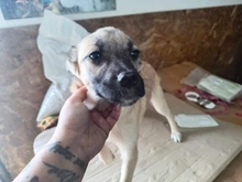 MASHA, Hund, Mischlingshund in Rumänien - Bild 4