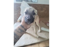MASHA, Hund, Mischlingshund in Rumänien - Bild 5