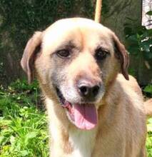 KIKA, Hund, Mischlingshund in Portugal - Bild 1