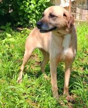 KIKA, Hund, Mischlingshund in Portugal - Bild 2