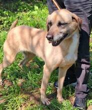 KIKA, Hund, Mischlingshund in Portugal - Bild 3