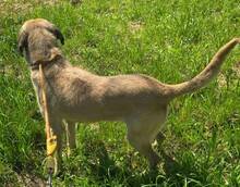 KIKA, Hund, Mischlingshund in Portugal - Bild 5
