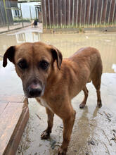 CARUSO, Hund, Mischlingshund in Portugal - Bild 1