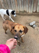 CARUSO, Hund, Mischlingshund in Portugal - Bild 3