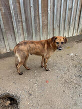 CARUSO, Hund, Mischlingshund in Portugal - Bild 4