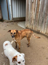 CARUSO, Hund, Mischlingshund in Portugal - Bild 5
