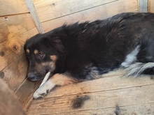 BARKLEY, Hund, Mischlingshund in Rumänien - Bild 1