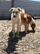 TOPOLINA, Hund, Mischlingshund in Rumänien - Bild 1