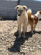TOPOLINA, Hund, Mischlingshund in Rumänien - Bild 2