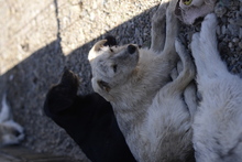 TOPOLINA, Hund, Mischlingshund in Rumänien - Bild 3