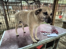 ZAMIRA, Hund, Mischlingshund in Rumänien - Bild 2