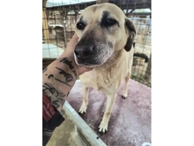 ZAMIRA, Hund, Mischlingshund in Rumänien - Bild 3