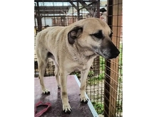 ZAMIRA, Hund, Mischlingshund in Rumänien - Bild 4