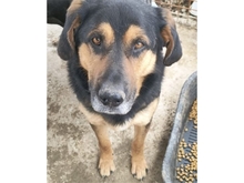 NERO, Hund, Mischlingshund in Rumänien - Bild 1