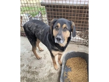 NERO, Hund, Mischlingshund in Rumänien - Bild 3
