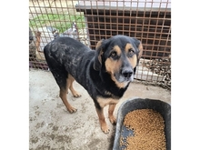 NERO, Hund, Mischlingshund in Rumänien - Bild 4