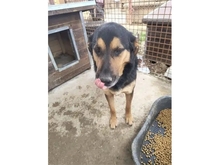 NERO, Hund, Mischlingshund in Rumänien - Bild 5