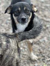SPIRELLI, Hund, Mischlingshund in Rumänien - Bild 2