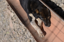 SPIRELLI, Hund, Mischlingshund in Rumänien - Bild 3