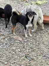 SPIRELLI, Hund, Mischlingshund in Rumänien - Bild 4