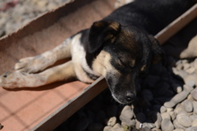 SPIRELLI, Hund, Mischlingshund in Rumänien - Bild 5