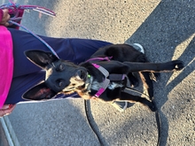 LIMA, Hund, Labrador Retriever-Collie-Mix in Rommerskirchen - Bild 1