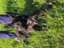 LIMA, Hund, Labrador Retriever-Collie-Mix in Rommerskirchen - Bild 2