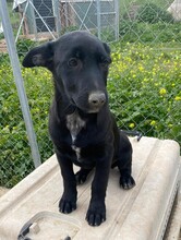 LIMA, Hund, Labrador Retriever-Collie-Mix in Rommerskirchen - Bild 3