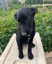 LIMA, Hund, Labrador Retriever-Collie-Mix in Rommerskirchen - Bild 4