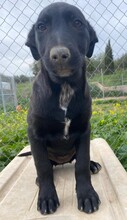 LIMA, Hund, Labrador Retriever-Collie-Mix in Rommerskirchen - Bild 5