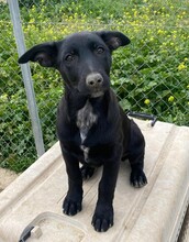 LIMA, Hund, Labrador Retriever-Collie-Mix in Rommerskirchen - Bild 6