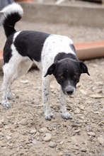SPAGHETTI, Hund, Mischlingshund in Rumänien - Bild 1