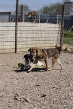 SPAGHETTI, Hund, Mischlingshund in Rumänien - Bild 2