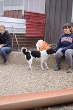 SPAGHETTI, Hund, Mischlingshund in Rumänien - Bild 3