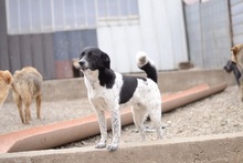 SPAGHETTI, Hund, Mischlingshund in Rumänien - Bild 4