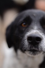 SPAGHETTI, Hund, Mischlingshund in Rumänien - Bild 5