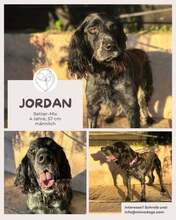 JORDAN, Hund, Irish Setter-Mix in Brühl