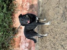 VICKY, Hund, Mischlingshund in Brühl - Bild 2