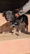 VICKY, Hund, Mischlingshund in Brühl - Bild 4