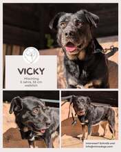 VICKY, Hund, Mischlingshund in Brühl