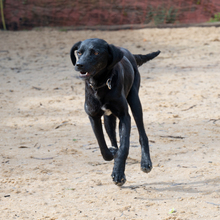 PIPO, Hund, Mischlingshund in Brühl - Bild 2