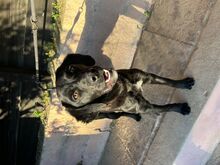 PIPO, Hund, Mischlingshund in Brühl - Bild 4