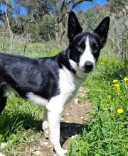 BALOO, Hund, Border Collie-Mix in Schmelz - Bild 1