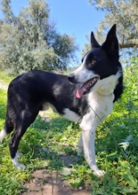 BALOO, Hund, Border Collie-Mix in Schmelz - Bild 2
