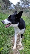 BALOO, Hund, Border Collie-Mix in Schmelz - Bild 3