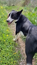 BALOO, Hund, Border Collie-Mix in Schmelz - Bild 4