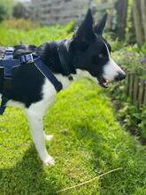 BALOO, Hund, Border Collie-Mix in Schmelz - Bild 5