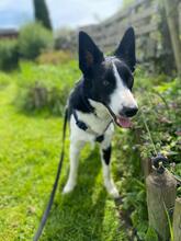 BALOO, Hund, Border Collie-Mix in Schmelz - Bild 6