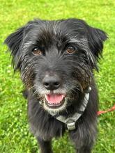 FRANJIO, Hund, Mischlingshund in Brühl - Bild 2
